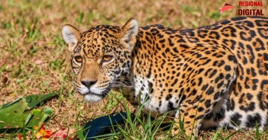 Visitantes do Zoo de BH j? podem rever a on?a Maya neste final de semana